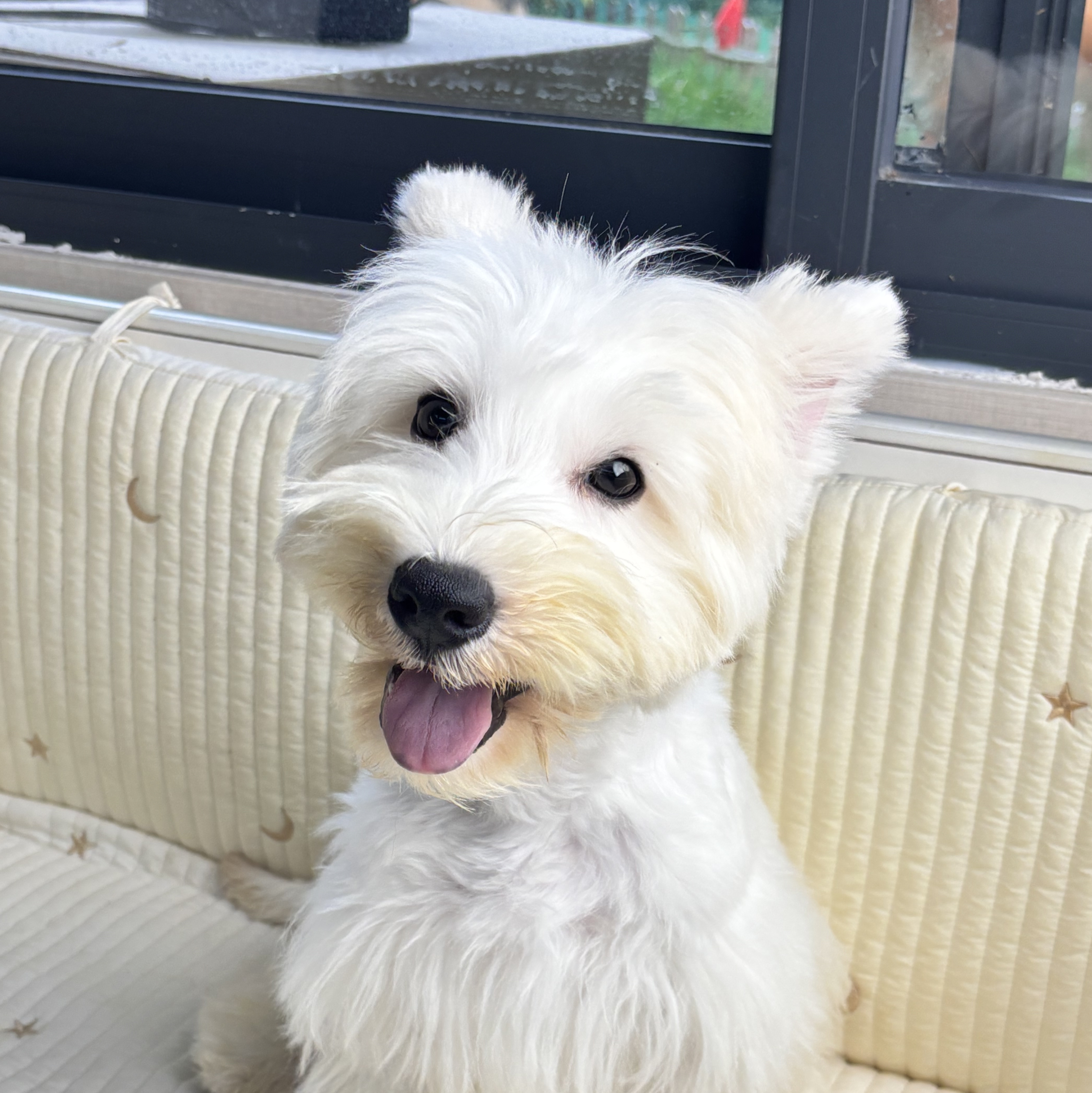 精品 软爆毛 五官好 骨架粗 西高地